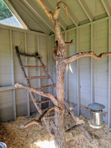 A good layer of fresh bedding is placed on the floor of the coop. The indoor ladder provides a nice roosting spot. While peafowl are ground feeders and ground nesters, they still enjoy roosting at higher levels. It also helps to keep them safe from predators.