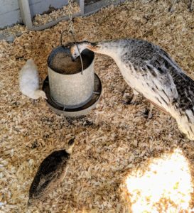 In the feed, these birds get a healthy mix of cornmeal, soybean, and wheat. We purchase all our grains from Agway in Danbury, Connecticut. In the wild, peacocks are omnivores – they eat insects, plants, and small creatures.