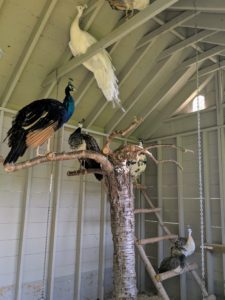 Peafowl are beautiful, but do not underestimate their power – they are extremely strong with very sharp spurs. Full-grown, peafowl can weigh up to 13-pounds.