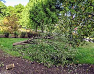 Common pear trees have broad crowns, straight trunks, and arching branches. Here is the tree just after it has fallen to the ground. Fortunately, it is a calm day with no winds, so the tree falls in the perfect location.
