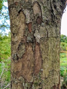 The bark is dark brown with small scales.