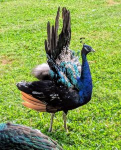 Meanwhile, look at what is happening nearby - this peacock is fanning his short tail feathers.