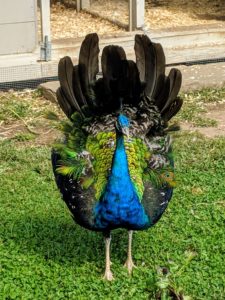 No matter the species of peacock, these colorful creatures boast impressively sized and patterned plumage as part of a courtship ritual to attract a female. It isn't breeding season, but with all the males outside, this one wants to show how beautiful his tail is, even if it is short with no eyespots.