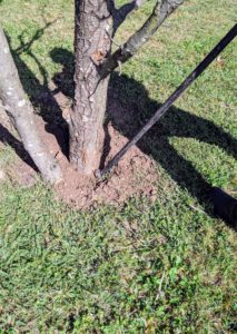 Then, once again, using the tamping bar, Dawa packs all the soil in t tightly until the tree is completely secure.