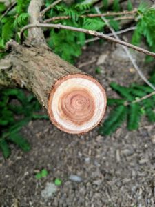 This is a live branch, which was growing too low on the tree. Notice the difference - it is very light in color with an almost pink-brown center.