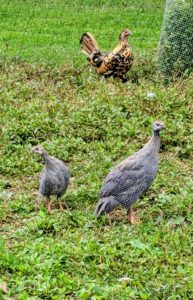 Guineas have very delicate legs. If one needs catching, be sure to use a net to capture the whole bird to prevent its limbs from being broken.