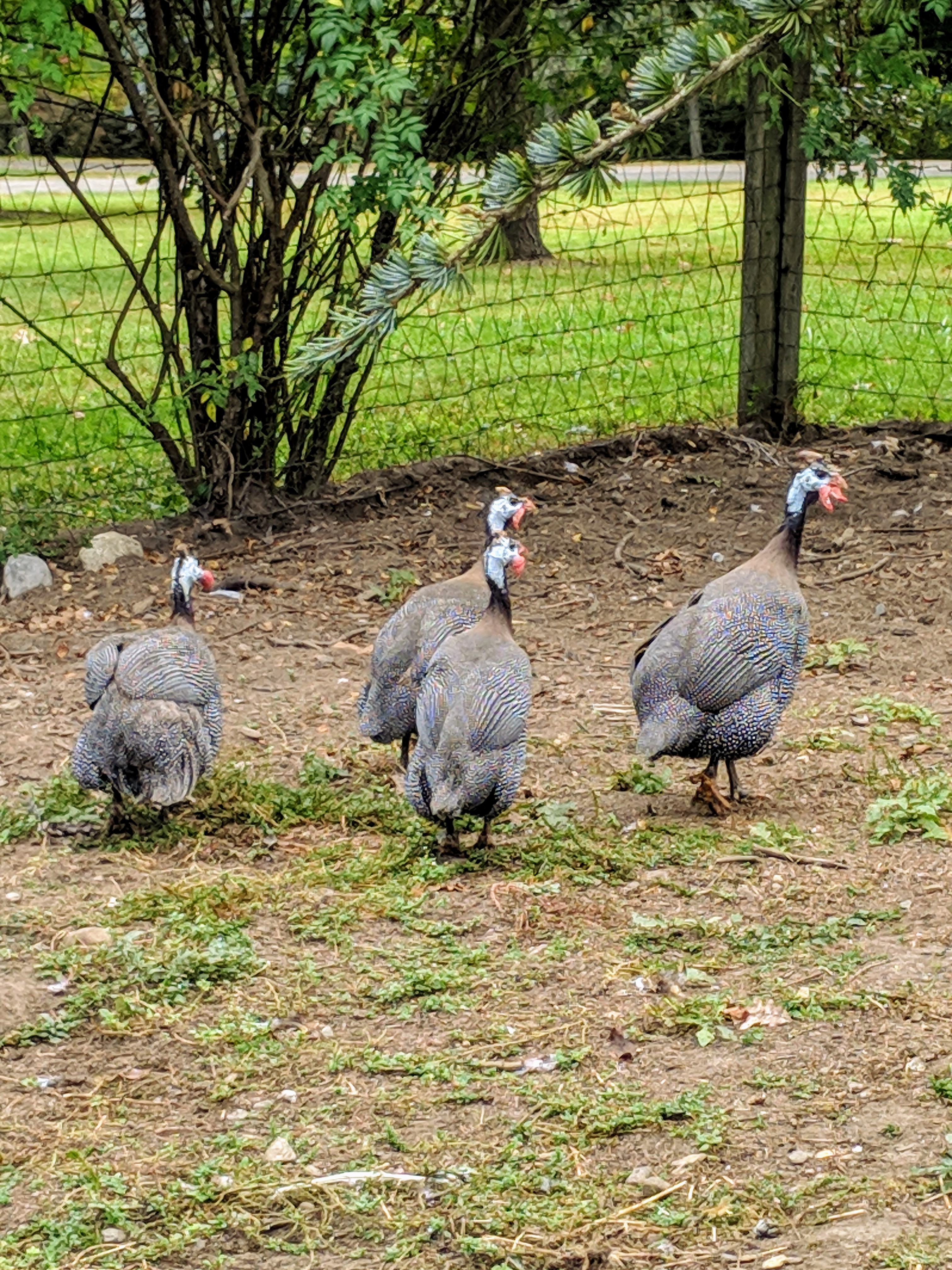 Downtown's guinea fowl: A Lowcountry love story - CHStoday