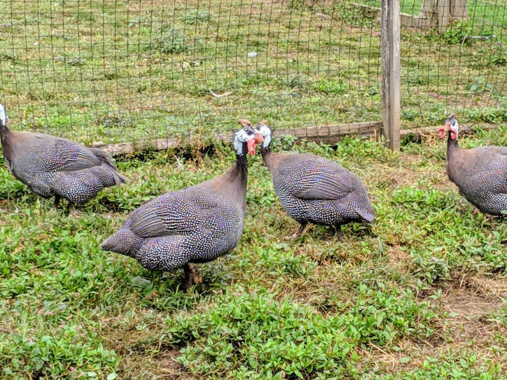 The Guinea Fowl at My Farm The Martha Stewart Blog