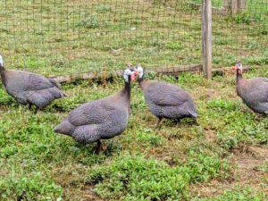 Guinea fowl are noisy. I can often hear these loud Guineas all the way from my Winter House.