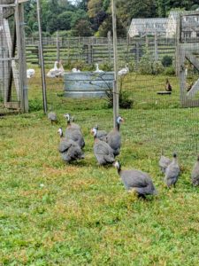 Most of the time, Guineas will keep to themselves, but if integrated at a young age, they can live well with other bird species.