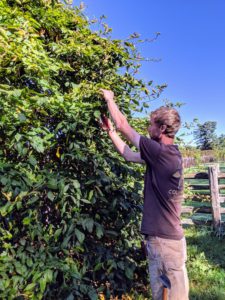 Hornbeams are very dependable cultivars and don’t need much pruning except when necessary for shaping or for removing dieback. Here is Gavin working on the outside of the hornbeam making more sculptural cuts.