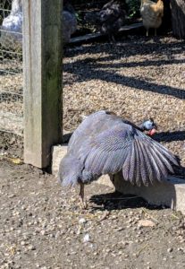 Wild Guinea fowl are strong flyers. My chicken yard is protected by netting to keep predators out, so all my birds feel safe and secure. This Guinea flutters its wings over a step while moving from one area to another.