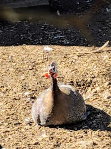 This is an adult Guinea fowl. I have about six adults now. One Guinea fowl is the size of a large chicken and weighs about four-pounds full grown.