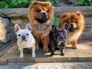 Here is a photo of my four precious dogs. They love traveling with me to Maine - Creme Brule, Emperor Han, Bete Noire, and Champion Empress Qin.
