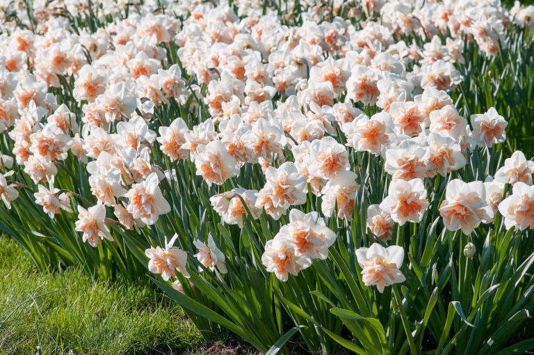 Beautiful Martha Stewart Planting Daffodils Background for Your Screen Beautiful Martha Stewart Planting Daffodils Background for Your Screen
