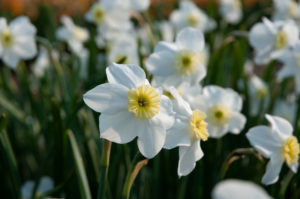 'Segovia' has dainty, flat-faced flowers with white, propeller-like petals and chartreuse cups. (Photo courtesy of Colorblends Wholesale Flower Bulbs)
