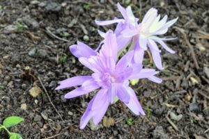 Some of the varieties we've planted include ‘Lilac Wonder’, ‘Waterlily’, ‘Dick Trotter’, Colchicum byzantinum, and Colchicum bornmuelleri. This one is “Waterlily” – a double petaled cultivar.