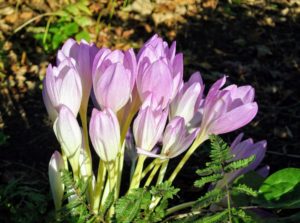 When the weather is mild, colchicum’s nearly perfect cup-shape flowers begin to unfurl.