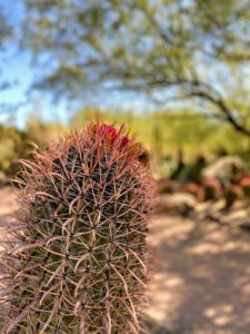 Ferocactus gracilis, the Red-Spine Barrel Cactus is a spectacular desert plant with striking curved red spines. Native to Baja California, this desert plant needs sandy soil, full sun, and very little water.