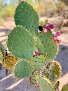 Opuntia engelmannii, Prickly Pear Cactus is a bushy succulent shrub with light green or bluish-green, egg-shaped, fleshy pads that grow up to 12 inches across. It is common across the south-central and Southwestern United States and northern Mexico.