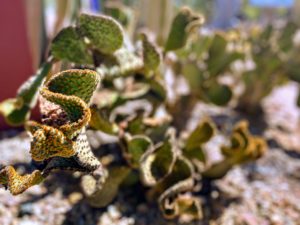 Opuntia microdasys forma montrosus, or Bunny Ears Cactus, is a popular houseplant because of its easy care and charming appearance. It is native to Mexico with thornless, flat, elliptical to circular pads. It can grow two to three feet tall and up to six feet wide outdoors.