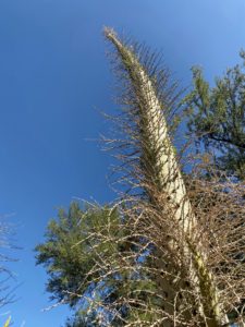 This is a Boojum tree, Fouquieria columnaris. The plant's English name, Boojum, was given by Godfrey Sykes of the Desert Laboratory in Tucson, Arizona and is taken from Lewis Carroll's poem "The Hunting of the Snark". The trunk is up to 10 inches thick, with branches sticking out at right angles, all covered with small leaves.