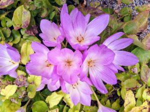 The common name for Colchicum is autumn crocus, but they are not true autumn crocus because there are many species of true crocus which are autumn blooming. Also, Colchicum flowers have six stamens while crocuses have only three.
