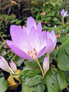 If you have a chance, start planting your bulbs and include some fall-blooming colchicum in your beds – you will love them year after year.