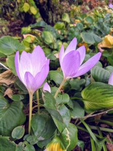 Most Colchicum plants produce their flowers without any foliage. This is why these flowers were first known by the common name "naked boys." In the Victorian era, they were also called "naked ladies."
