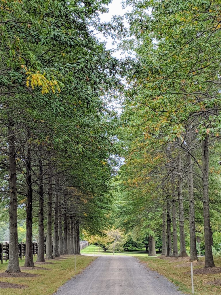 Planting An Allee of Pin Oaks The Martha Stewart Blog