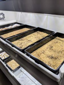 He filled every tray and placed them all back into Urban Cultivator. These trays will grow pea, lettuce, kale, watercress, and broccoli sprouts.