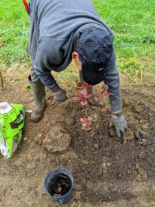 Soil is carefully backfilled into the hole and around the plant.