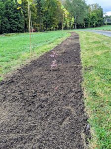 And by the carriage road end, my new allee of London planes that we planted just a couple weeks ago.