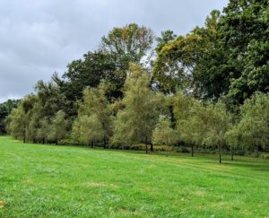 Along one edge of the hayfield, one can see the grove of weeping willow trees I planted. I have planted so many trees here at the farm - I am always amazed at how much they grow and thrive here.