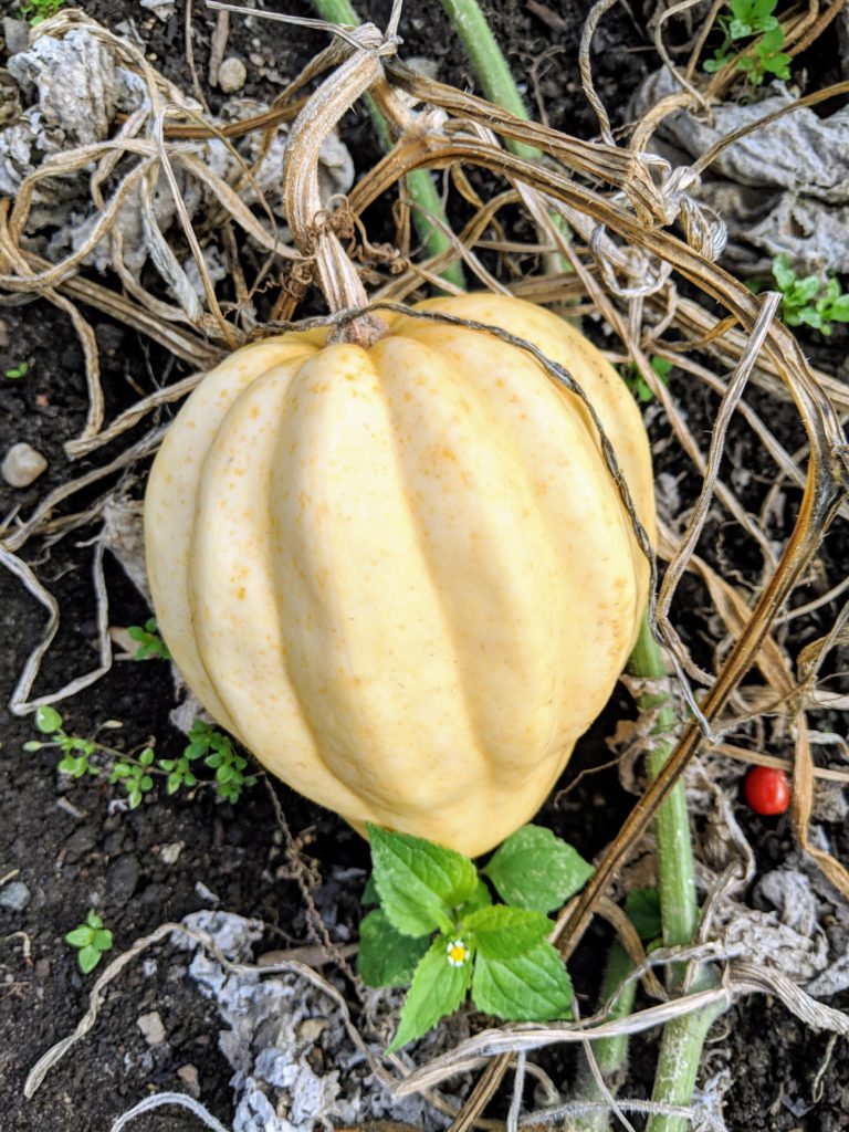 Harvesting Winter Squash And Ornamental Gourds The Martha Stewart Blog 2573