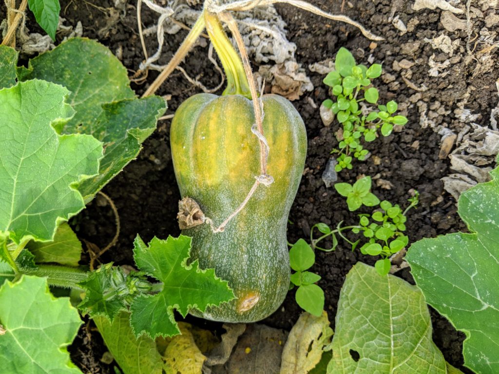 Harvesting Winter Squash and Ornamental Gourds The Martha Stewart Blog