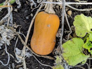 Storage life varies by squash type. Butternut can store up to six months. Just be sure to store squash in a cool, dry spot at 50 to 55-degrees Fahrenheit with humidity of 60 to 70-percent. Acorn squash stores the shortest amount of time – about four-weeks.