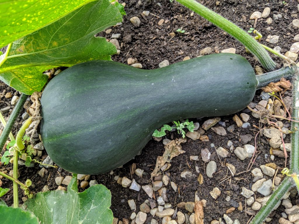 Harvesting Winter Squash and Ornamental Gourds - The Martha Stewart Blog