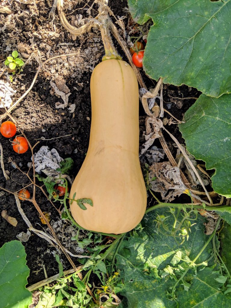 Harvesting Winter Squash and Ornamental Gourds The Martha Stewart Blog