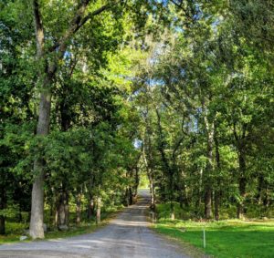 If you follow my blog regularly, I am sure you've seen this photo of the carriage road leading to the woodlands. I've photographed it many times showing its changes through the seasons. My new allee is just past the trees in the open fields.