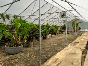 The left side of the hoop house is filling quickly. These plants grow a little more each year, so the placement of these specimens will change every time they are stored.