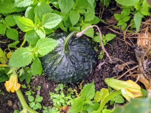 This dark green gourd has many warts. If possible, avoid planting in the same spot two years in a row to minimize the chance for disease. I always practice crop rotation here at my farm.