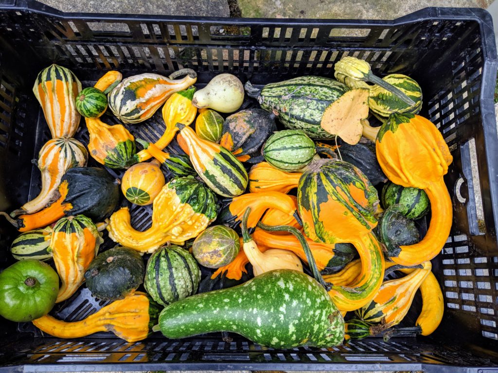 Harvesting Winter Squash and Ornamental Gourds The Martha Stewart Blog
