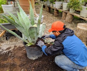And always wear gloves when working with agaves as the sap could burn.