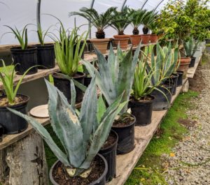 My agave collection has grown quite a bit over the years. Here are some of the smaller ones that have been repotted before being stored away in this hoop house. Foliage tends toward a blue-green in hardier varieties and a gray-green in warm climate varieties. There are also some that are variegated with gold or white markings. And do you know... tequila can only be made from the blue agave, agave tequilana.