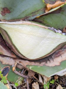 Here is where the fleshy agave leaf was cut. When trimming, cut through the base of the leaf with a sharp pruning saw and avoid nicking the surrounding leaves.