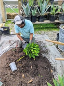 Here is Pete planting another small agave. He presses on the sides of the pot to loosen it.