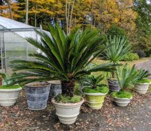 I have a large variety of special planters – antiques and reproductions, planters made of stone, lead, fiberglass and resin, and in a wide array of shapes and sizes.