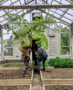 The tall ceiling of my vegetable greenhouse also helps in storing some of my potted plants. Here, the crew moves in one of several tall tree ferns.