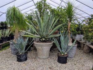 I keep my citrus collection here as well as my agaves. Agaves are so beautiful, but they should be kept in low traffic areas as their spikes can be very painful.